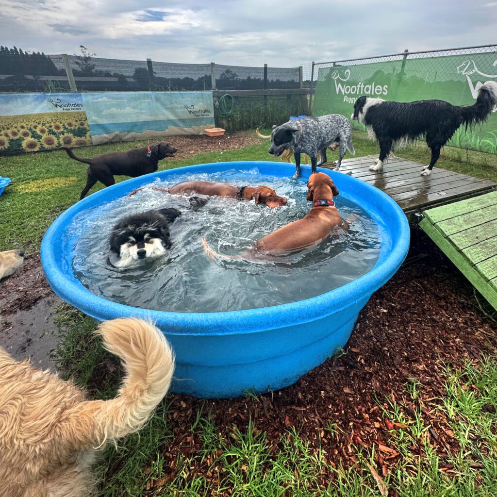 Dogs Swim in a Splasher Pool